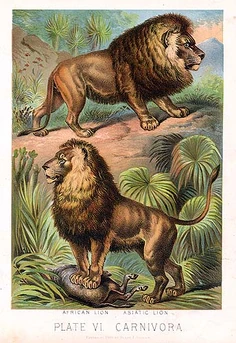 Asiatic african lions