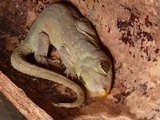 Banana Gecko