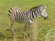 A Zebra at the Indianapolis Zoo
