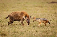 Spotted Hyena vs Jackal