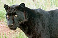 A Black Leopard (aka Black Panther)