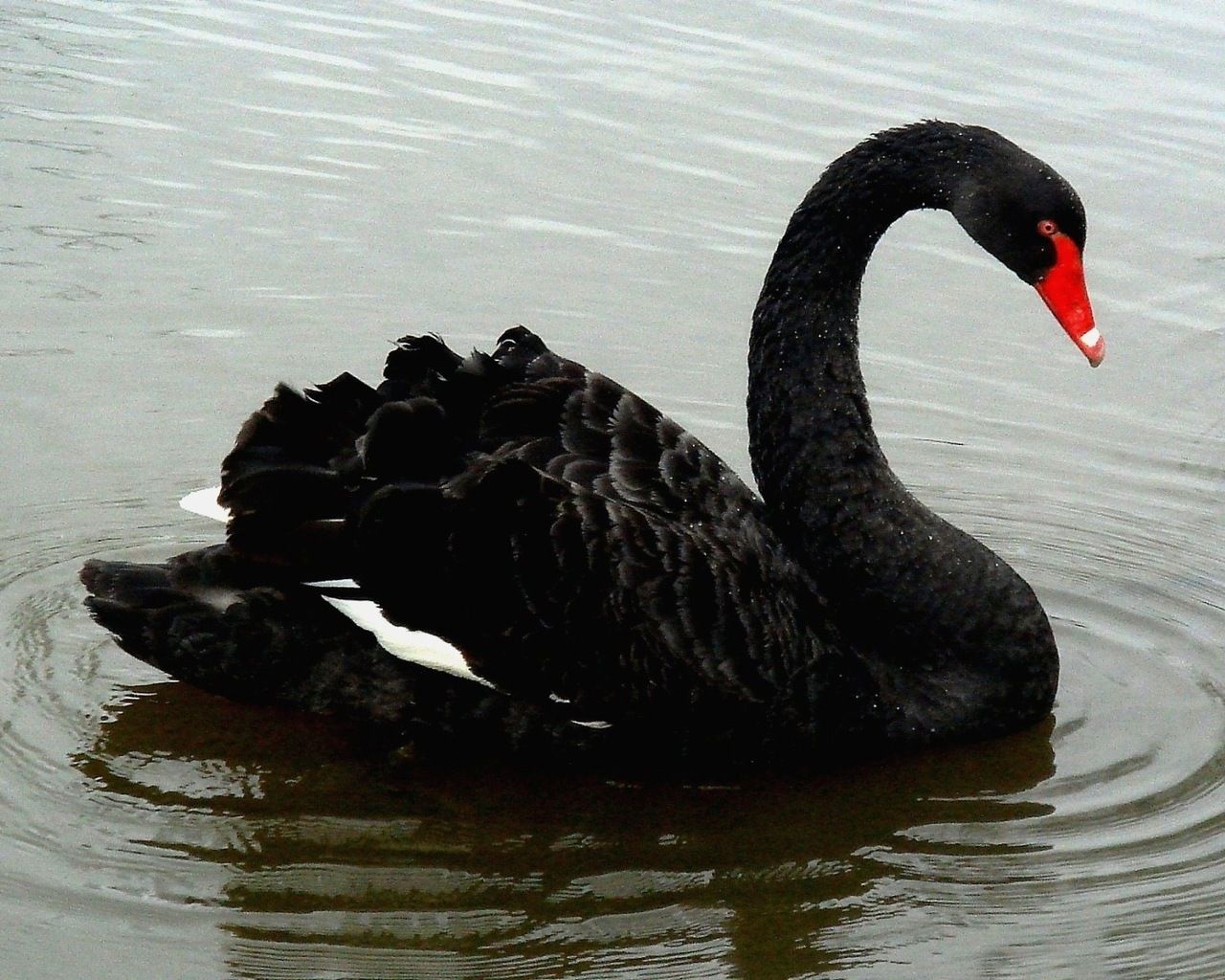 Black Swan | Creatures of World Wikia | Fandom