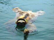 Sloth Swimming