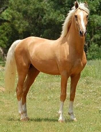 palomino horse with black mane