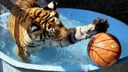 Pool Time Fun