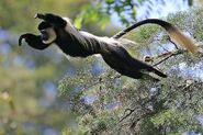 Mantled Guereza Leaping from Tree