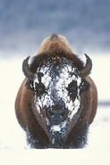 Bison with Snow on its Face
