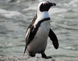 African penguin