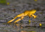 American Bullfrog | Creatures of the World Wikia | Fandom