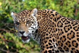 Jaguar1.jpg