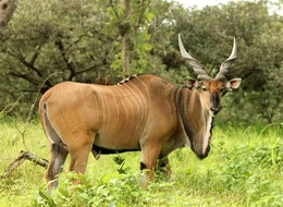 Giant-eland