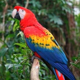 Copy of tbz scarlet macaw