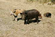 Wild hogs family.jpg (1.34 MB) Feral Pig Family