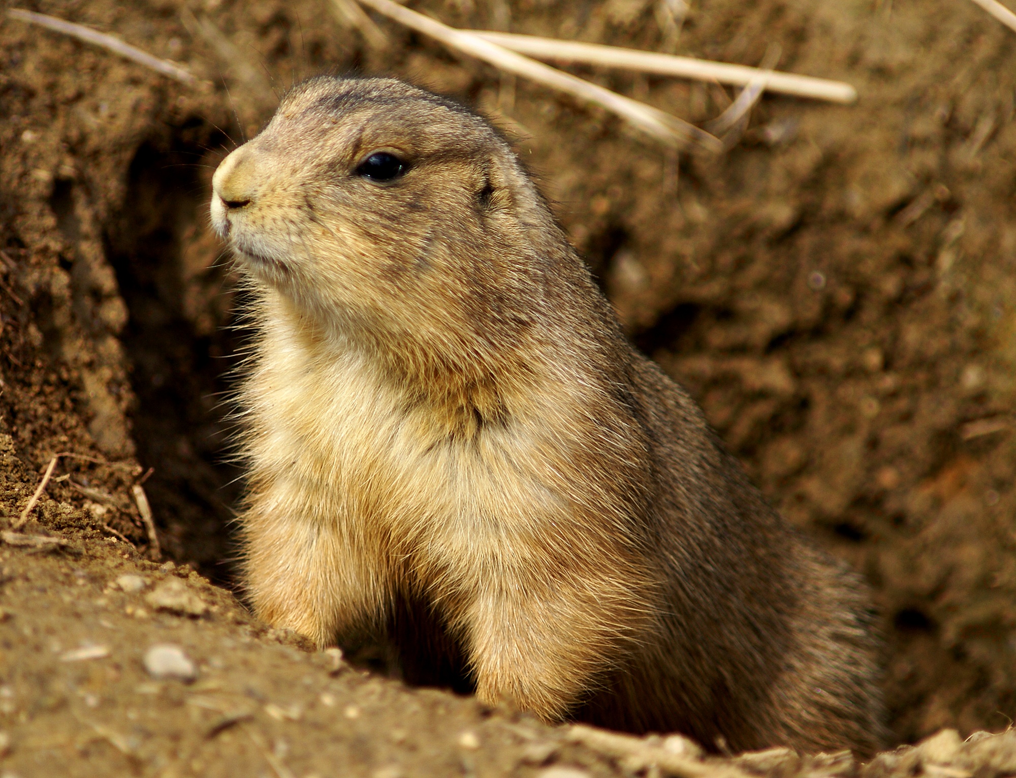 Prairie Dog | Creatures of the World Wikia | Fandom Prairie Dog | Creatures of the World Wikia | Fandom