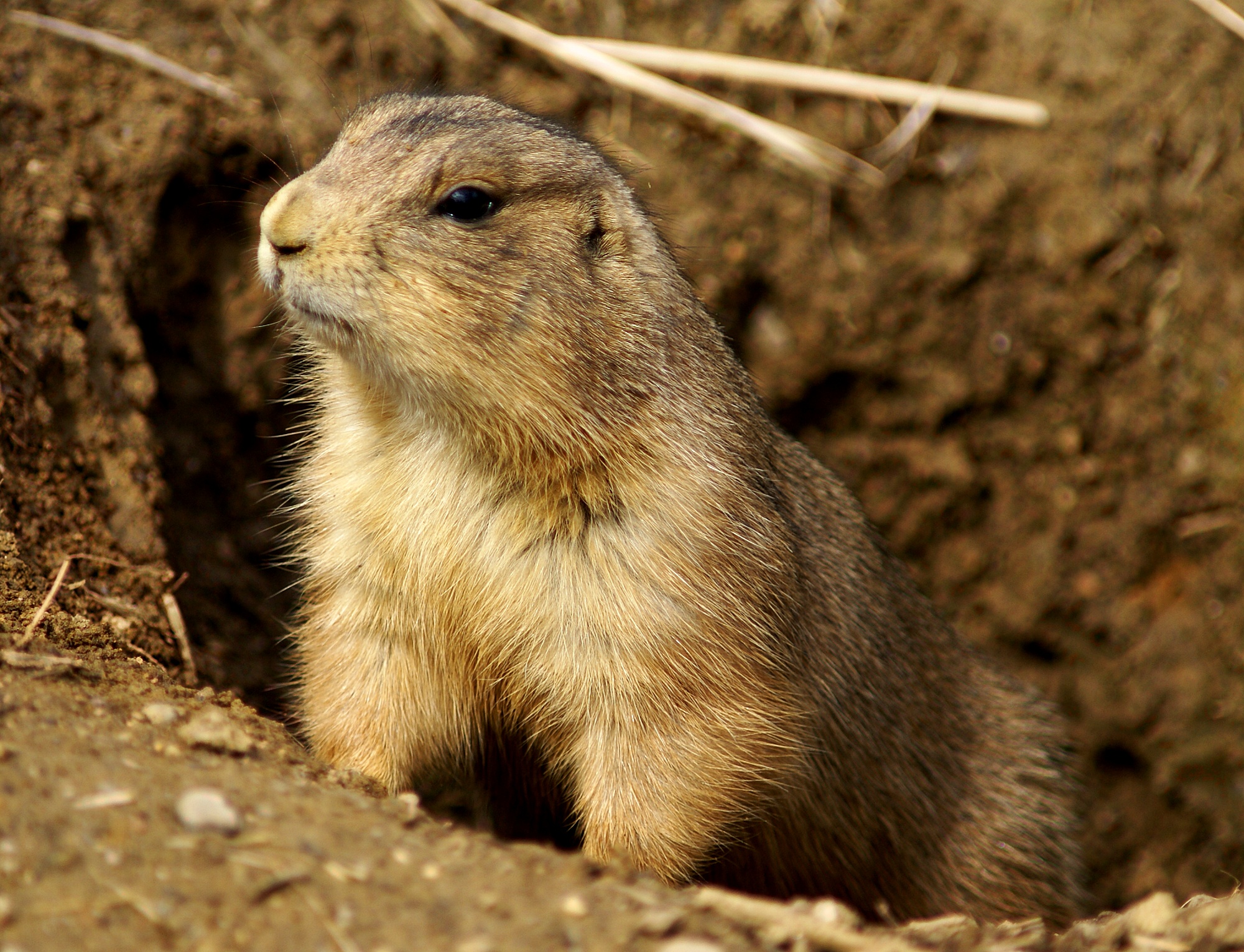 gunnisons prairie dog range