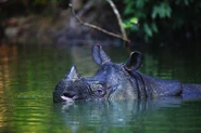 Javan Rhino Swimming