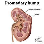 Dromedary Hump Diogram