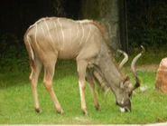 A Kudu at the Indianapolis Zoo