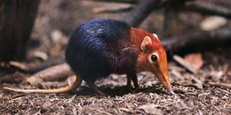 Ditemukan-spesies-langka-tikus-berhidung-gajah-a4ee