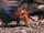 Elephant Shrew