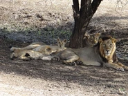 A Pride of Adult Lions and their Cubs