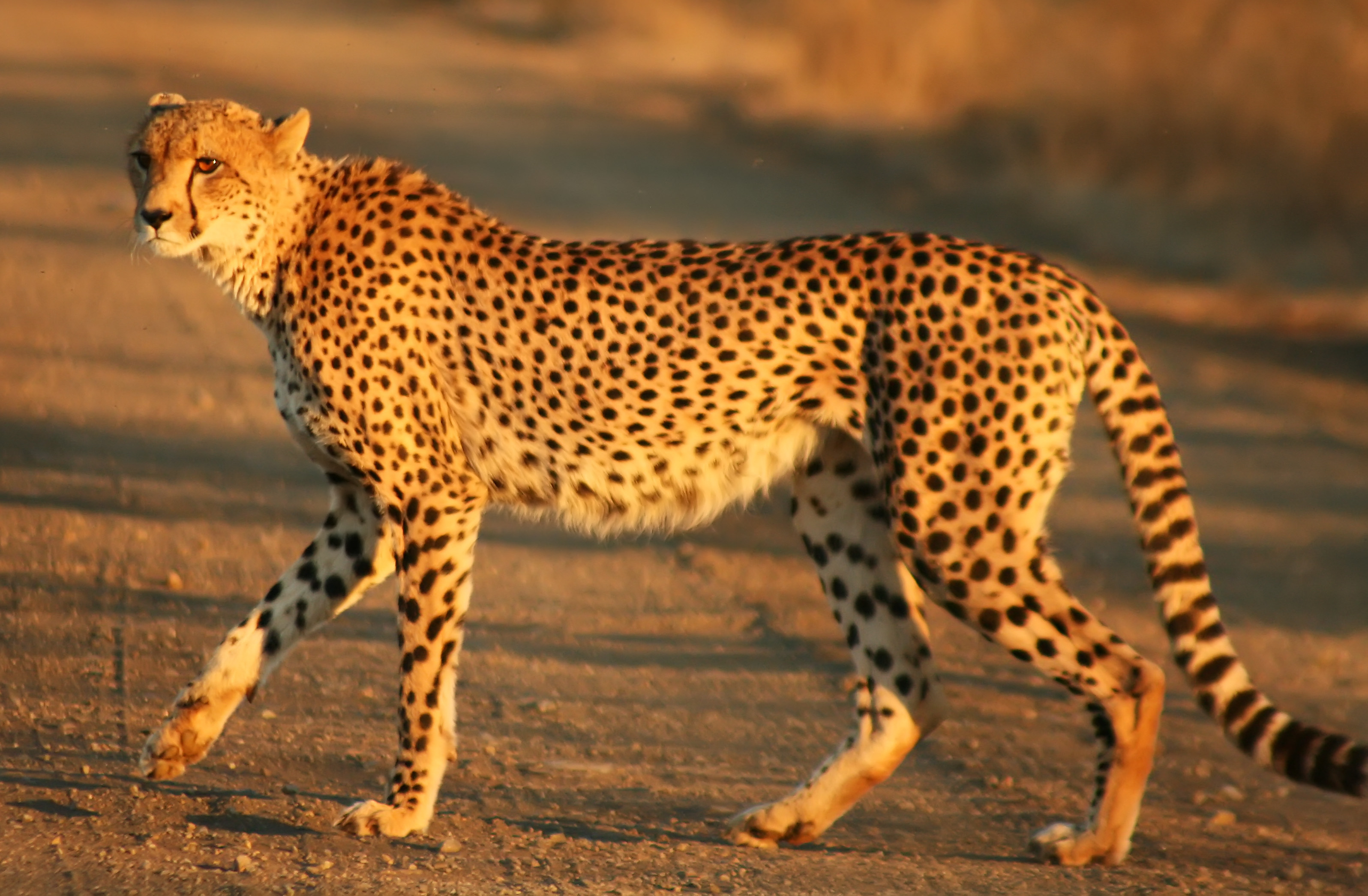 african cheetah face