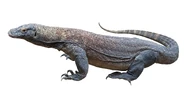 Komodo-dragon-white-background.jpg (761 KB)