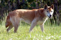 New guinea dog female