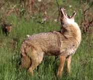 Coyote Howling