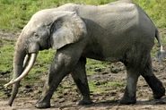 African-Forest-Elephant.jpg (294 KB)