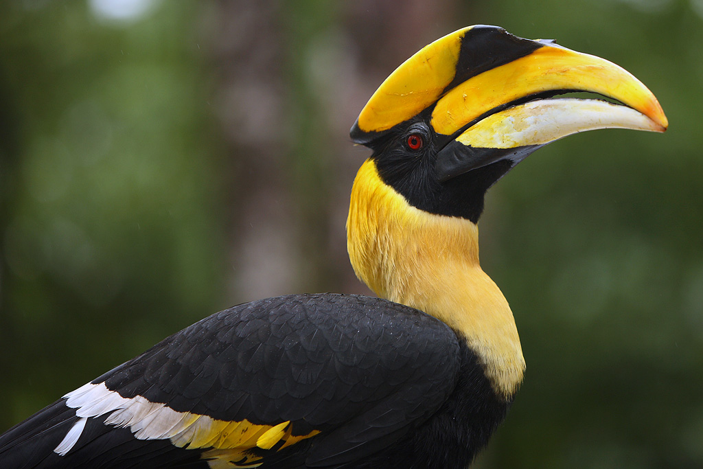 Great Hornbill | Creatures of the World Wikia | Fandom