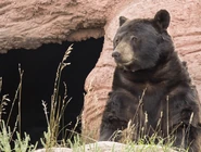 Black Bear Cave