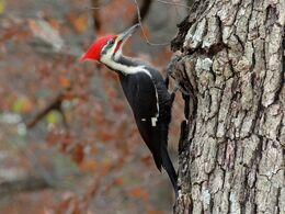 Pileated Woodpecker Creatures Of The World Wikia Fandom