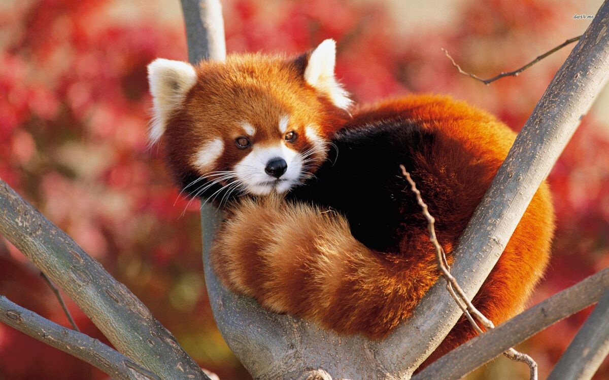 the cutest red panda in the world