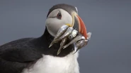 Atlantic Puffin with Beak full of Fish