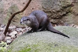 Asian Small-clawed Otter, Melbourne Zoo