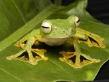 Wallace's Flying Frog