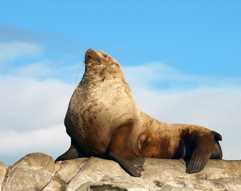 Steller Sea Lion | Creatures of the World Wikia | Fandom