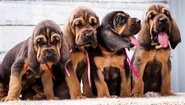 Bloodhound Growth Chart.jpg (84 KB) Bloodhound Puppies