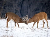 White-Tailed Deer