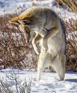 Coyote Striking