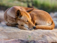 Dsc8166.jpg (94 KB) Dingo Napping