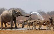 Elephant Spraying Zebras