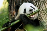 Giant Panda eating Bamboo