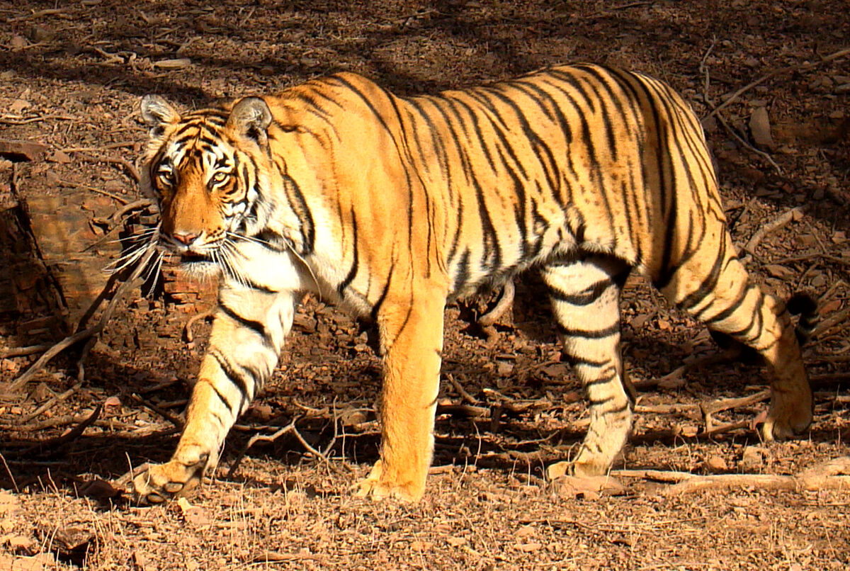 All About the Bengal Tiger: Majestic Creature of the Indian Jungle – Gage  Beasley