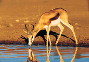 Springbok Drinking