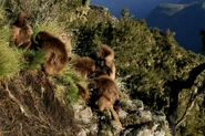2880px-Gelada cliff.jpg (1.67 MB) Geldas on a Cliff