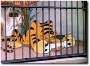Pluto at the Zoo