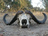 Cape Buffalo Skull
