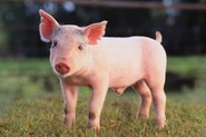 Yorkshire Piglet
